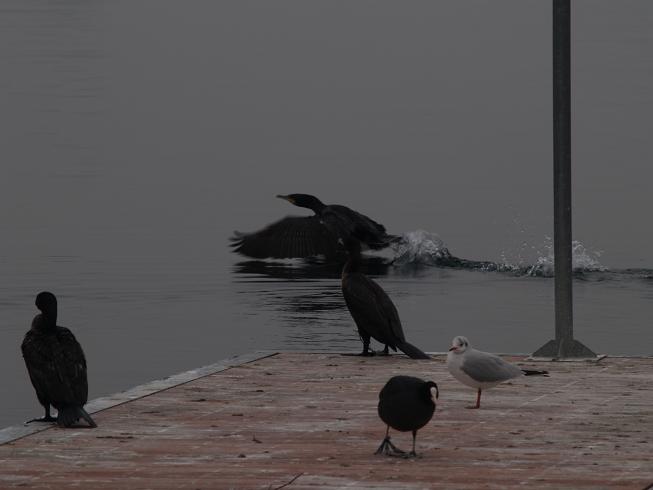 Avifauna humor